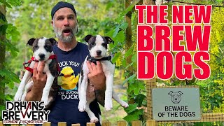 Meet My New Brew Dogs Chewie And Leia Drhans Brewery Update