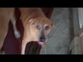 blue lacy (red lacy) dogs acting funny