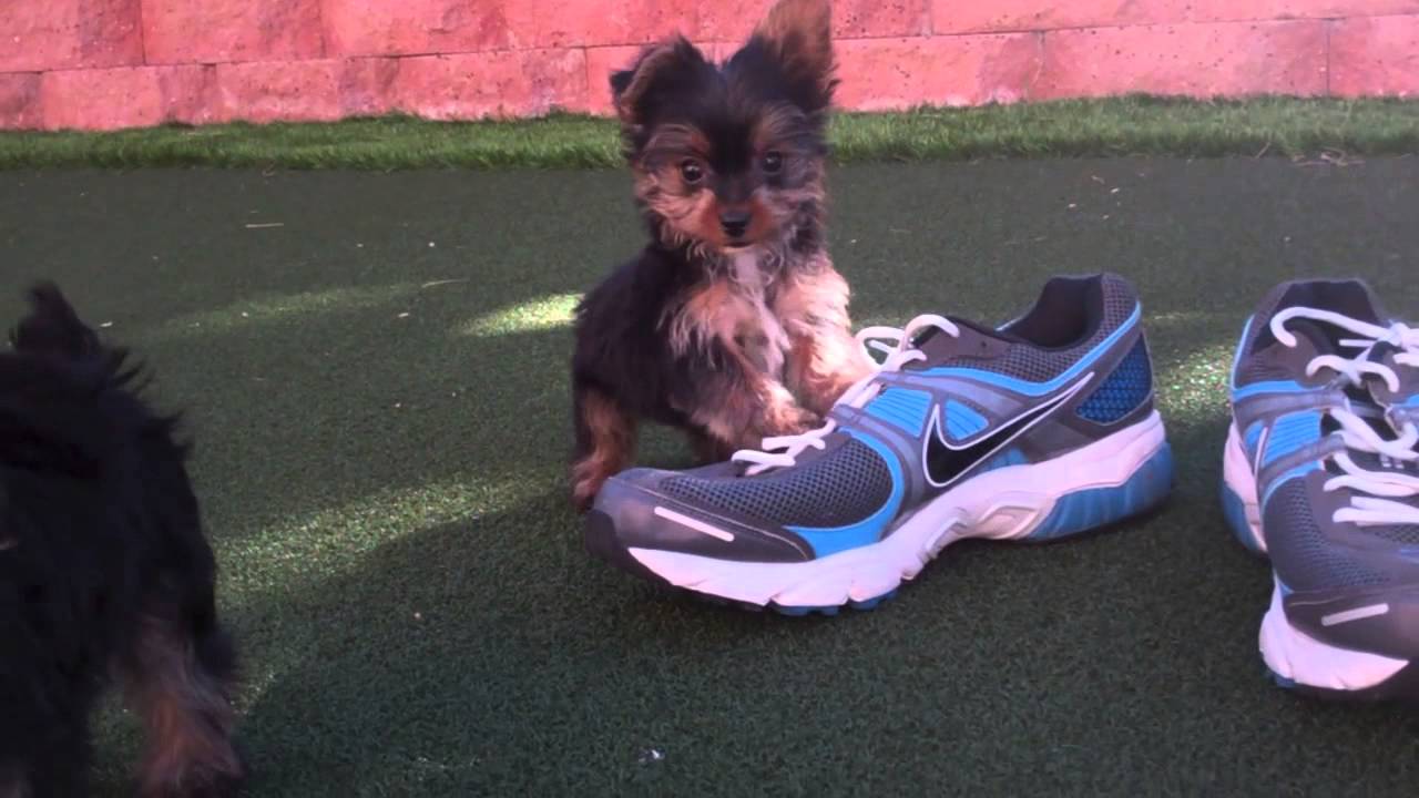 tiny yorkies for sale in san diego teacup tiny yorkies puppies for sale in san diego ca tiny yorkies for sale in san diego teacup tiny yorkies puppies for sale in san diego ca