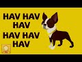 HAV 動画3a