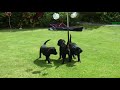 Black Lab Puppies for Sale Leeds