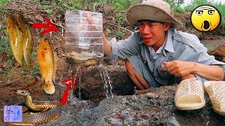 Sinh Tồn Hiệu Quả Với Bẫy Cá Bằng Chai Nhựa & Xém Bắt Được Rắn Khủng.Survival Skills Catch Fish Trap