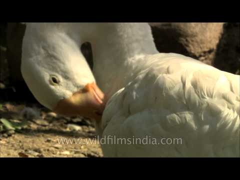 Ducks Without Beaks