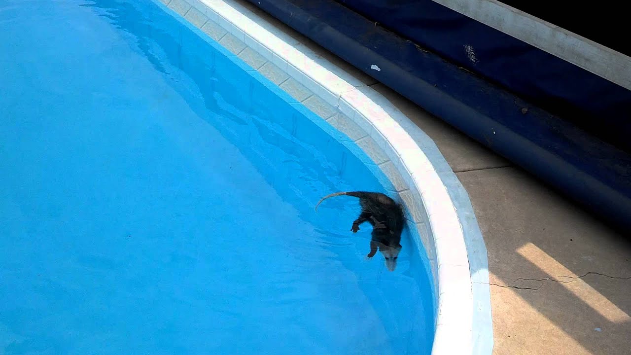 Beagle Scares Possum into Playing Dead in the Swimming Pool - YouTube