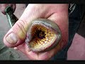 Criaturas extra?as,fenomenos,monstruos,ovnis,cryptozoologi