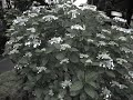 ふきのとう － 五月雨 －