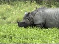 One-horned Indian Rhinoceros