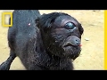 &quot;Cyclops&quot; Goat Born in India | National Geographic