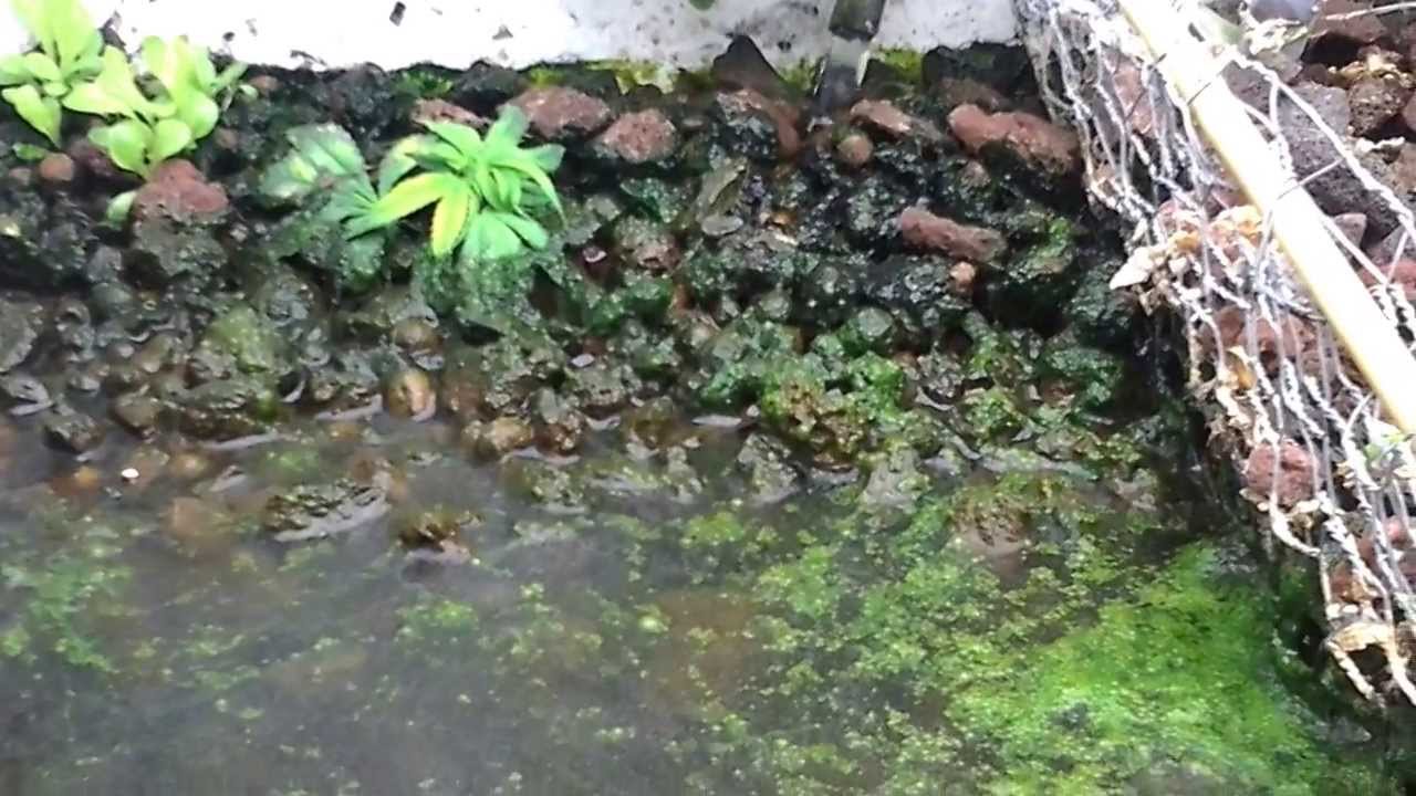 MMJ aquaponics bioponics microponics veg table - YouTube