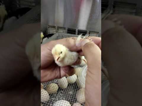 How to vent sex ducklings