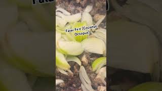 Faiai Fee - Coconut Octopus