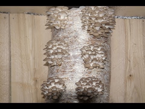 Изготовление мицелия в домашних условиях