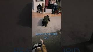 Luna Beat It Stupid Cat