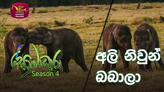 Sobadhara | 2020-08-28 | Twin Elephants