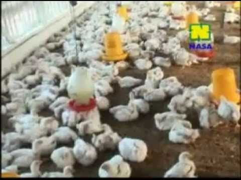 Ternak Ayam Kampung @ eteksciki.info