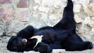 Владимир Путин защитит гималайских медведей
