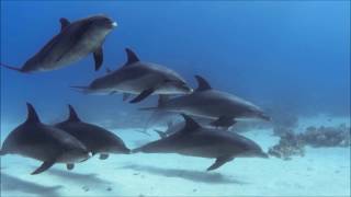 Fun Facts about Dolphins You Probably Didn't Know