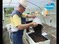 planter des tomates cerises