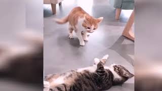 Laughing in the end 2019 Cute and funny cat and dog ㅋㅋ ㅋㅋㅋ # 1 웃음참기 2019 귀엽고 웃긴 고양이와 개 ㅋㅋㅋㅋㅋ #1