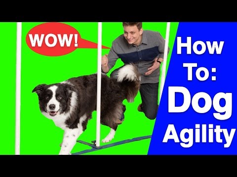 An Introduction to Dog Agility!