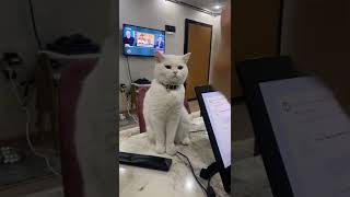 Hangimiz Deliyiz Bir Karar Versene Videoları