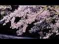 桜吹雪の鶴ヶ城のお堀・福島県 Cherry blossoms blizzard  in Tsurugajo castle moat　桜便り