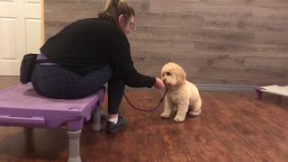 Henry in training at beginning of camp| Cadence K9 Miami Dog Training |