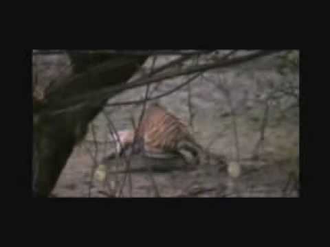 Tiger Vs. Crocodile