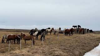 Исландские лошади. Исландия