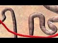 Imagen del vídeo Diuretic action in the kidney ( university of rhode island )