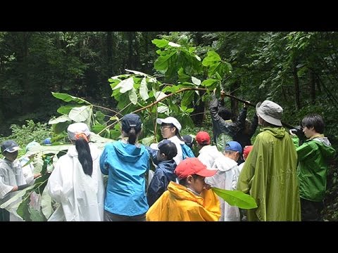 白神山地でパークレンジャー 青森