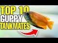 The 10 Best Guppy Tank Mates 🐟