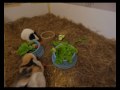 Guinea pigs guzzle dinner (time lapse)