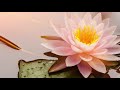 Relaxing Music, Meditation, Sleeping Music, Calm Music, Healing, Yoga, Spa, Relax, Study, ☯3584