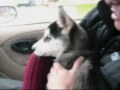 Видео Cutest Husky Pup ever