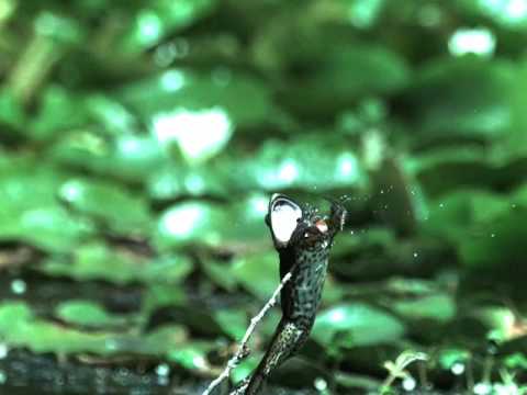 Thumb Frog FAIL to catch an insect in slow-motion