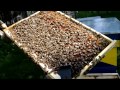Control Stup 28 06 2014 Matca slab dezvoltata??!!