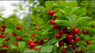 Nanking Cherry Prunus Tomentosa - Zone 3-7 Permaculture Orchard Shrub, Windbreak, Privacy, Food