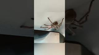Spider On A Plane 9 Lives