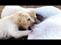 Mother Dog Breastfeeding Cute Puppies | Dog Breastfeeding 2 Puppy | Baby Dog Breastfeeding