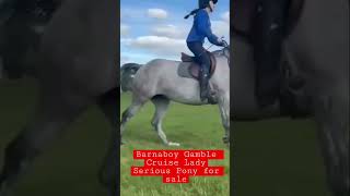Serious Pony For Sale