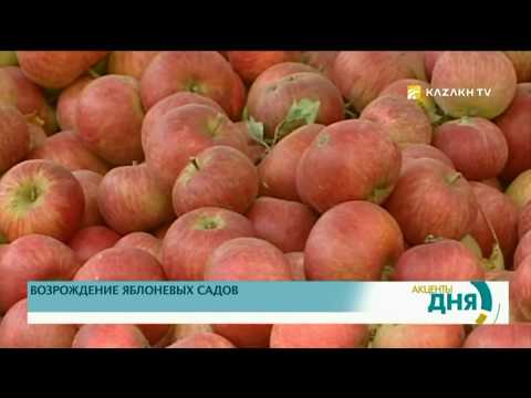 Яблоки лидеры по выращиванию 961
