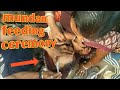 baby feeding in mundan ceremony, breastfeeding mom, breastfeeding baby, breastfeeding vlogs,mundan.