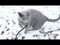 Russian Blue Cat "Luna" Playing in the Snow