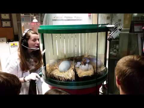 Universal Studios Jurassic Park Dino Hatching