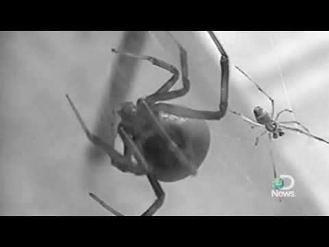 Spider Sex Dangerous For Some