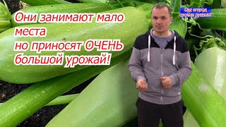 Три Сорта Кустовых Кабачков С Высоким Урожаем И Отличным Вкусом!