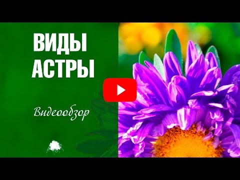 Астры 🌼 Виды и сорта цветов ✅