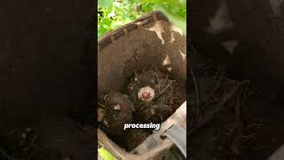 Konjac From Toxic Plant To Edible Snack