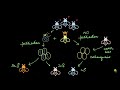 Sex Determination in Honey Bees | Principles of Inheritance | Biology | Khan Academy